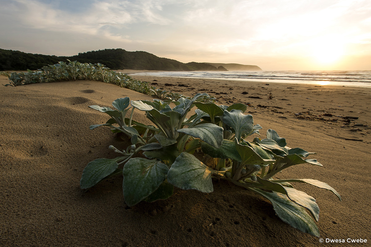 Coastal forest and beach vegetation at Dwesa-Cwebe Marine Protec