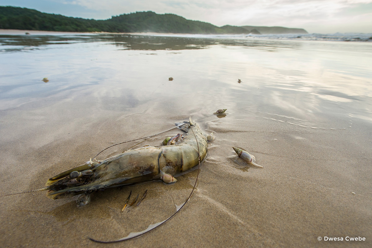 King prawn and ploughshare snails on the beach