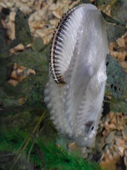 Paper Nautilus