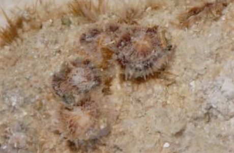SAGARTIA ACONTIA 3