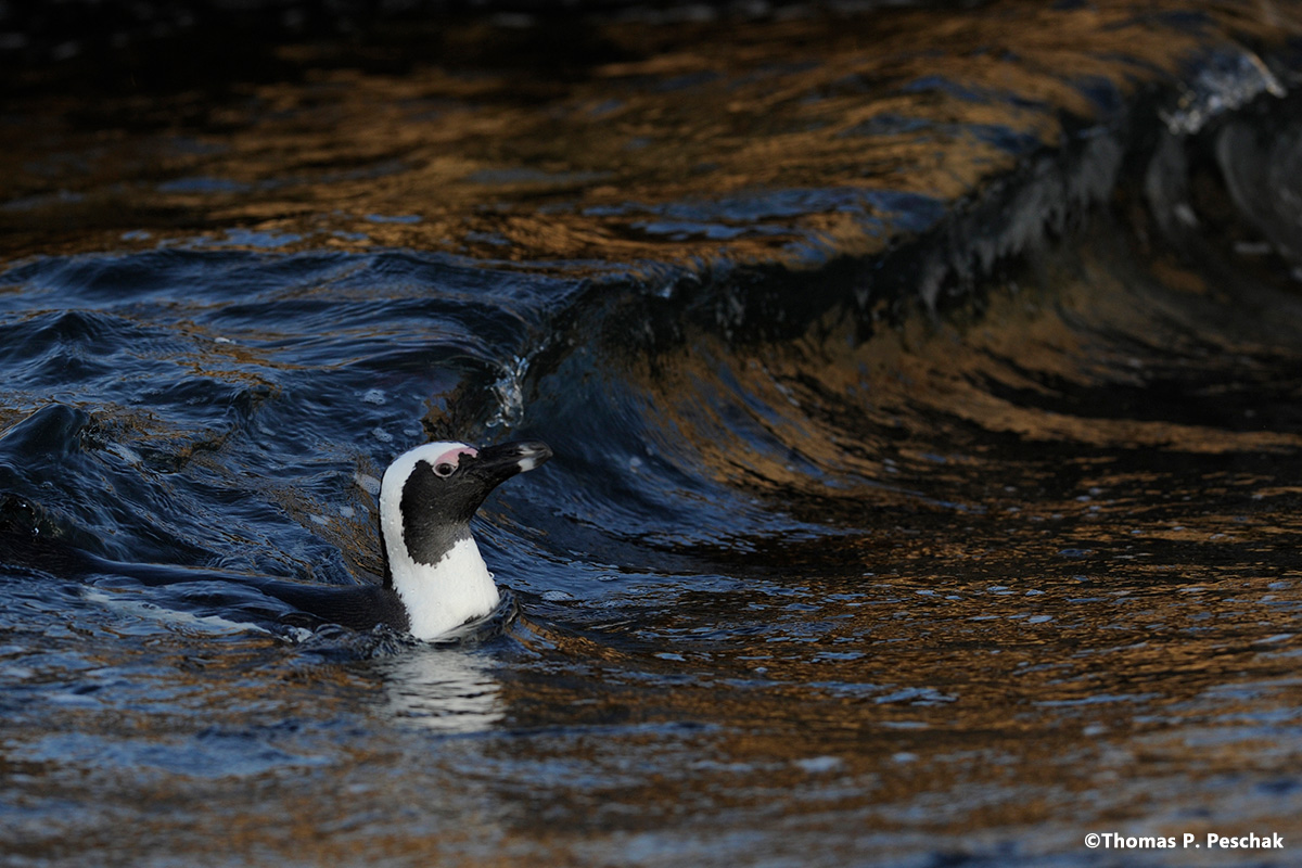 algoabay_10
