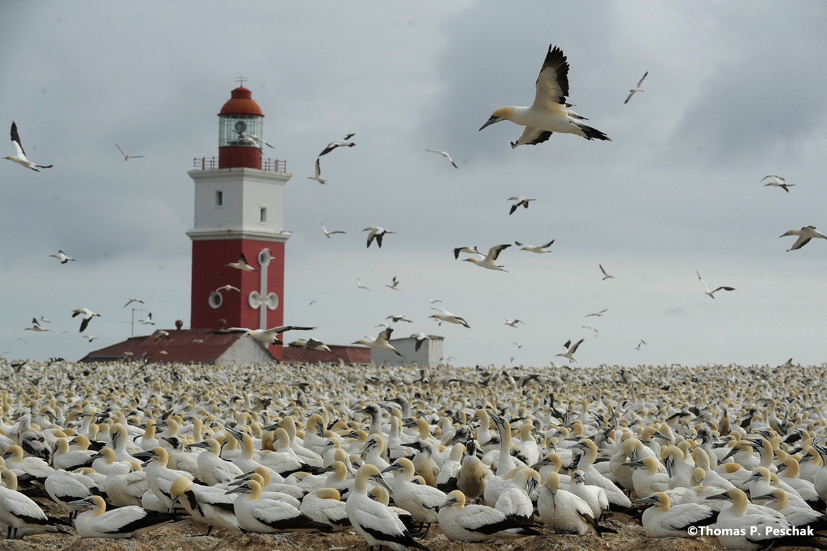 algoabay_11
