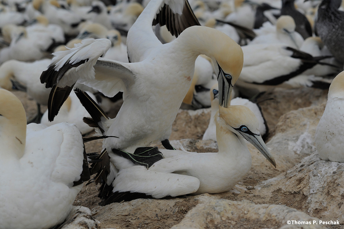 algoabay_9
