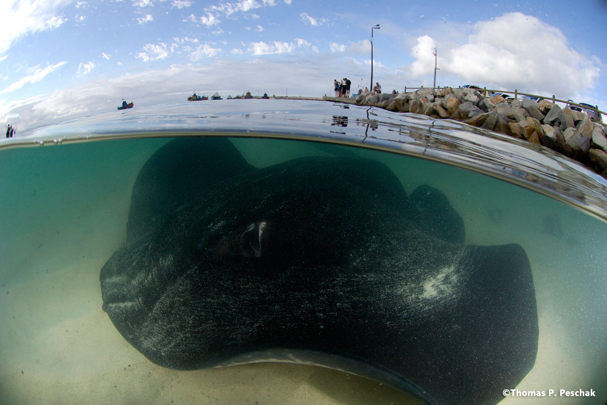 dehoop_!