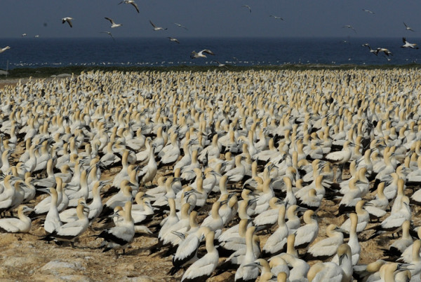 heading_algoabay