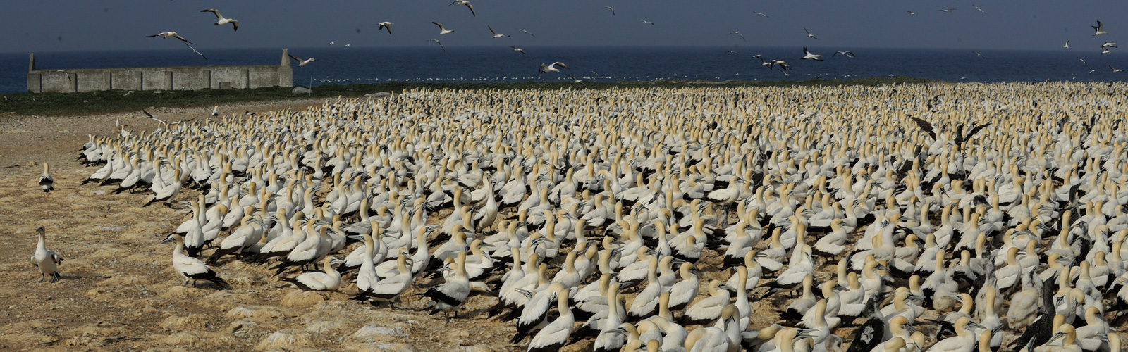 heading_algoabay