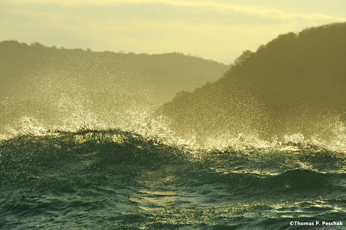 wildcoast_14