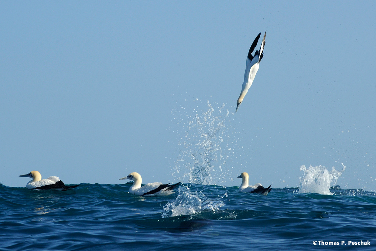 wildcoast_20